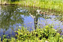 Naturweiher im Klostergarten