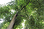 Klostergarten – alter Baumbestand