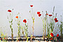 Mohnblumen an der Klosterhausmauer
